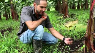 Nachhaltiger Bananenanbau in Costa Rica – ein Besuch auf der Farm Sincelejo del Sur [upl. by Laspisa]