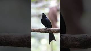 Greater Rackettailed Drongo looking around [upl. by Yran]