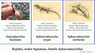 Reptiles orden Squamata familia Sphaerodactylidae sphaerodactylus gonatodes argus elegans [upl. by Gabrielson790]