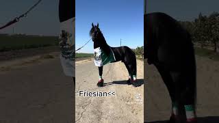 Mexican horsefriesanhorsefan [upl. by Nagol]