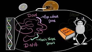 Genes DNA amp chromosomes  Heredity amp Evolution  Biology  Khan Academy [upl. by Juliana]