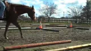 Practicing Trail Loping over poles left [upl. by Alidis]