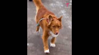 Un cane intelligente cattura un imbroglione subdolo shorts [upl. by Teodoor]