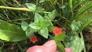 How to Identify Scarlet Pimpernel Anagallis arvensis [upl. by Forta]