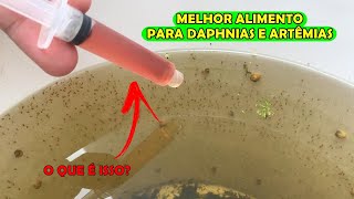 Melhor alimento para Daphnias e Artêmias [upl. by Geirk]