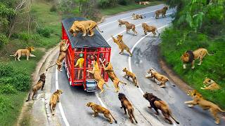 65 INCREÍBLES MOMENTOS EN LOS SAFARIS CAPTADOS POR LAS CÁMARAS [upl. by Airogerg898]