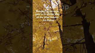 Autumn Gold Autumn Fall Leaves ChangingLeaves Serenity peaceful music nature [upl. by Ethelbert626]