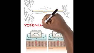 El Potencial de Membrana EN 1 MINUTO [upl. by Littlejohn]