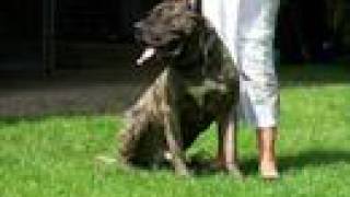 Dogo Presa Canario Pupy out of Working Line for sale [upl. by Eward]