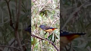 Spotted Pardalote australia birds rare naturevideography fypシ゚ cute wildlifelatrobe nangak [upl. by Rashidi468]