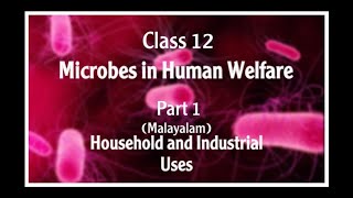 CLASS12 MICROBES IN HUMAN WELFAREPART1 MALAYALAM HOUSEHOLD AND INDUSTRIAL USES [upl. by Ramunni]