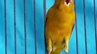 Canary bird song singing [upl. by Sokcin]