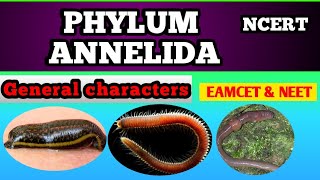 Phylum annelida by Sagar zoology [upl. by Eanore]