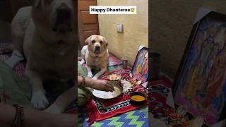 Dhanteras special 😇  labra rubi  youtubeshorts shorts labrador dog cute funny viralsongs [upl. by Riesman]