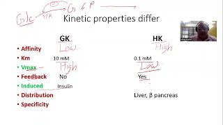 Basic Concepts Enzymes Glucokinase vs Hexokinase [upl. by Raney]