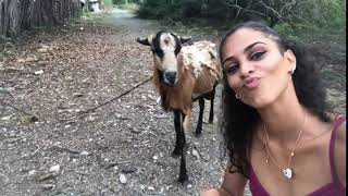 Goat Headbutts Girl Trying to Take Selfie With It  1061714 [upl. by Nahtam736]