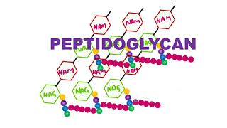 Peptidoglycan [upl. by Eilerua]