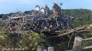 Poole Harbour Osprey Nest Site 2 [upl. by Vaughn]