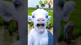 Goat eating plants 🤣🔥💯shorts goat eating plants funny shortsfeed animal funnyanimal [upl. by Nicholas124]