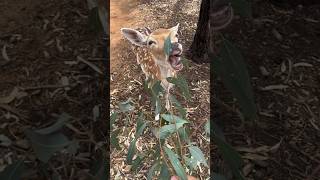 Feeding Deer shorts feed deer zoo ytshorts [upl. by Collins]