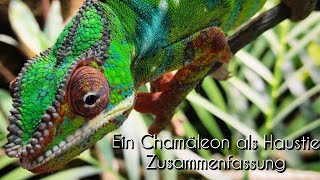 Ein Chamäleon als Haustier Zusammenfassung [upl. by Aleakcim]