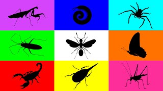 Insect Buuterfly Milipede Spider Flying Ant Mantis Scorpion Grasshopper Beetle Paddybug [upl. by Ready]