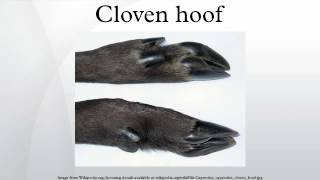 Cloven hoof [upl. by Lang]