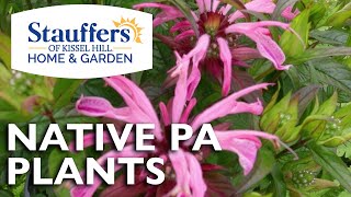 Native Pennsylvania Plants [upl. by Adnorrehs610]