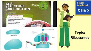 Ribosomes l Cell organelle l Cell structure and function l XI biology [upl. by Abih]