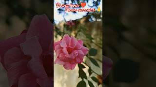 flower lover 💞flowers garden flower 💕youtubeshort [upl. by Schreck]