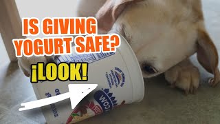 🥛Is it SAFE for DOGS to eat YOGURT 🐶¡The Truth [upl. by Ellimac]