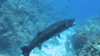 Barracuda Devours Lionfish [upl. by Otnas]