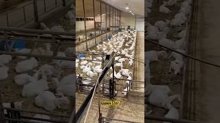 Saanen ￼Goat Dairy Farming saanen goat farming dairyfarm bakrifarming shorts viralvideo 🐐 [upl. by Astrid]