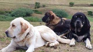 10 Best Livestock Guardian Dogs In The World [upl. by Fidel671]