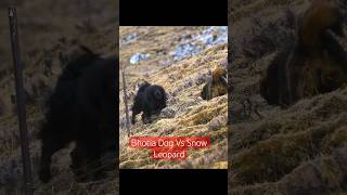 Bhotia Dog Vs Leopard  Dog Vs Leopard bhotiadog dog doglover leopard snowleopards [upl. by Skelly]