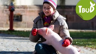 Schwein gehabt Folge 13  Tiere bis unters Dach  SWR Plus [upl. by Moule107]