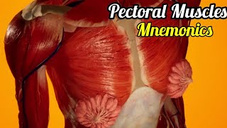 Muscles of pectoral region mnemonic  Pectorals muscle Mnemonics  Pectoralis major 3d animation [upl. by Alemac673]