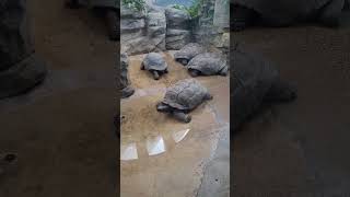 🐢 Turtle at the St Louis Zoo zoo stlouiszoo turtle [upl. by Eycal]