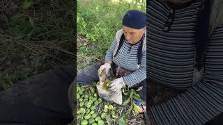 We Cooked Walnut Pilaf in the Village  with Village Cholpa [upl. by Debbie466]