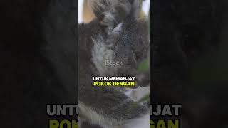 Koala viralshorts fyp indonesia malaysia brunei faktaunik fakta haiwan zoo koala fypage [upl. by Wulf932]