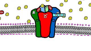 Sedative Drugs Mechanism of Action Benzodiazepines and Barbiturates [upl. by Eemia]