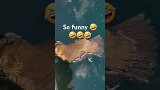 Lol bro went swimming too long memes deadanimals [upl. by Tullius]