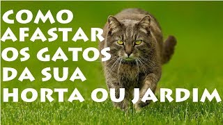 É possível Afastar os Gatos da Sua Horta pomar ou Jardim [upl. by Vasilek]