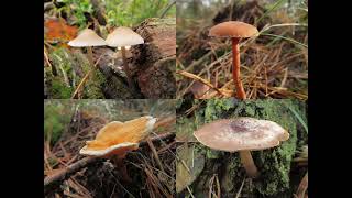 Beelden uit de afwisselende wereld van de paddenstoelen en meer [upl. by Ciro]