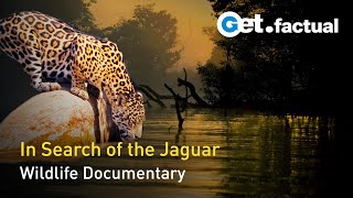 The Phantom Cat  South Americas Jaguar  Full Wildlife Documentary [upl. by Rochemont396]