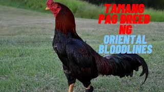 Oriental Bloodlines And The Grading Of Oriental Gamefowls [upl. by Nylla737]