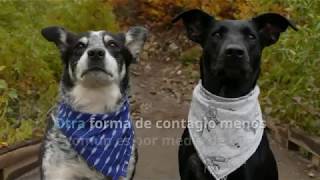 Erliquia en perros síntomas y tratamiento [upl. by Odnomar]