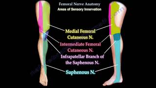 Femoral Nerve Anatomy  Femoral nerve injury [upl. by Lucie140]