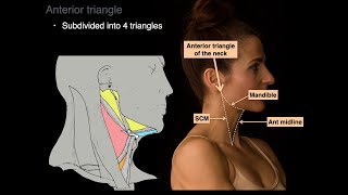 Triangles of the Neck [upl. by Rotceh]