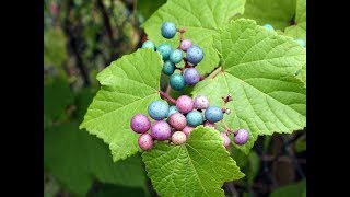 Multicolored Porcelain Berry Ornamental Climbing Vine Plant  Wild Grape [upl. by Gniw]